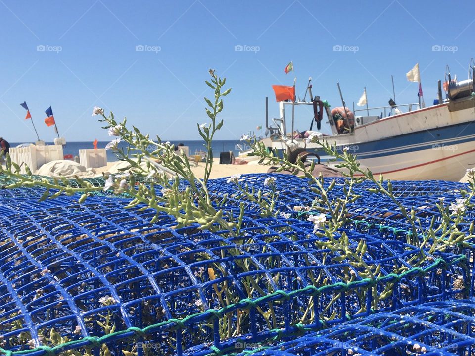 Plants growing everywhere, even in fisherman’s traps 