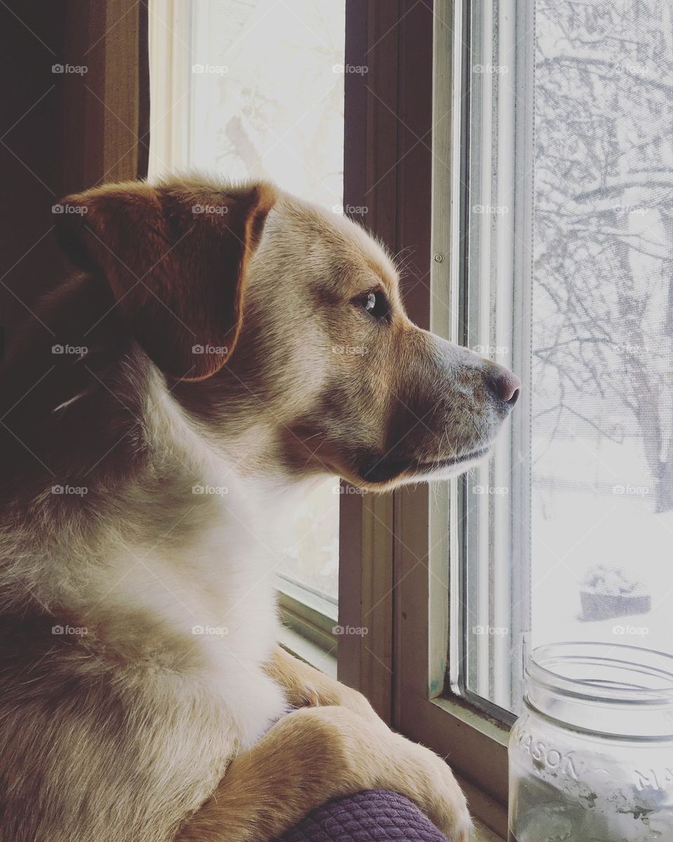 A golden furred dog with floppy ears gazes at the snow out a window.