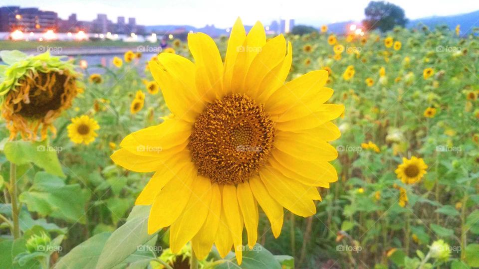 The healthiest Sunflower in the bunch.