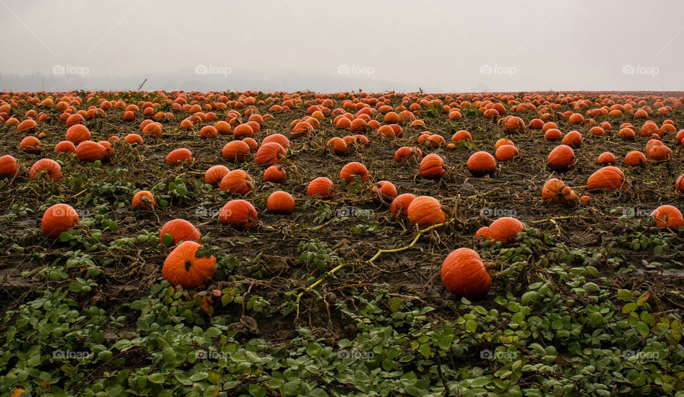 Pumpkin Patch Field