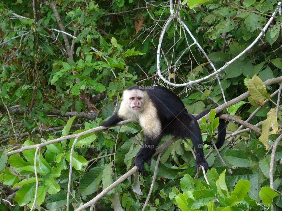 Monkey 7