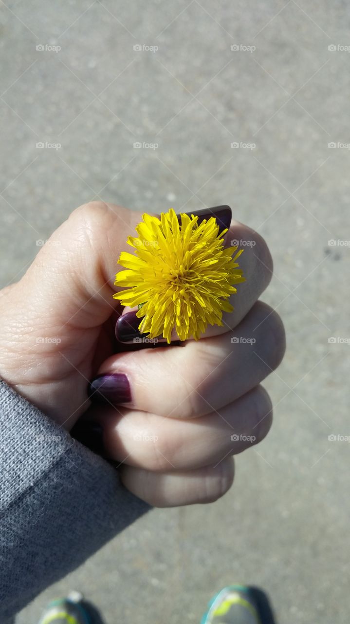 dandelion