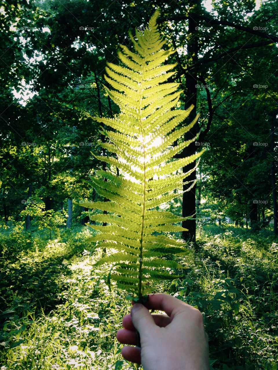 Close-up of a person holding fern