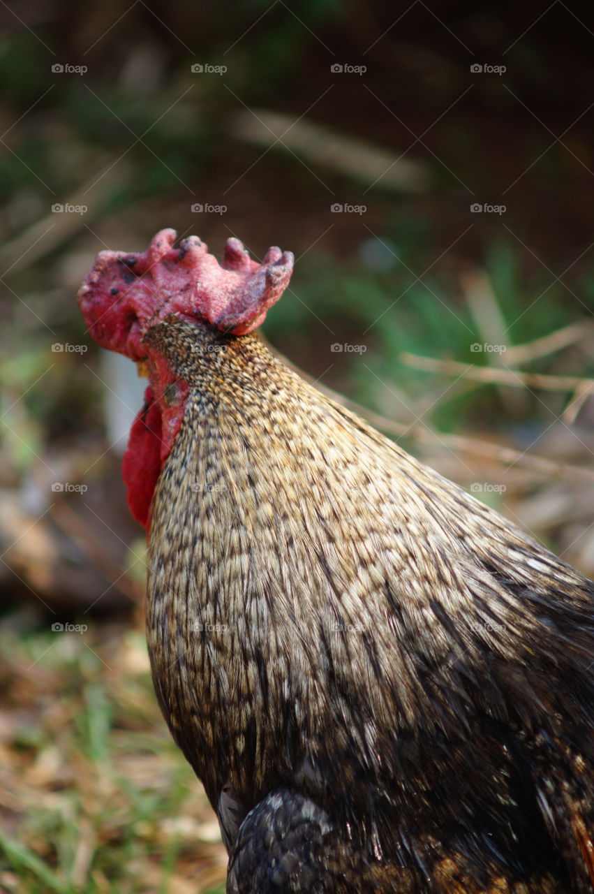 I’ve got free range egg. 