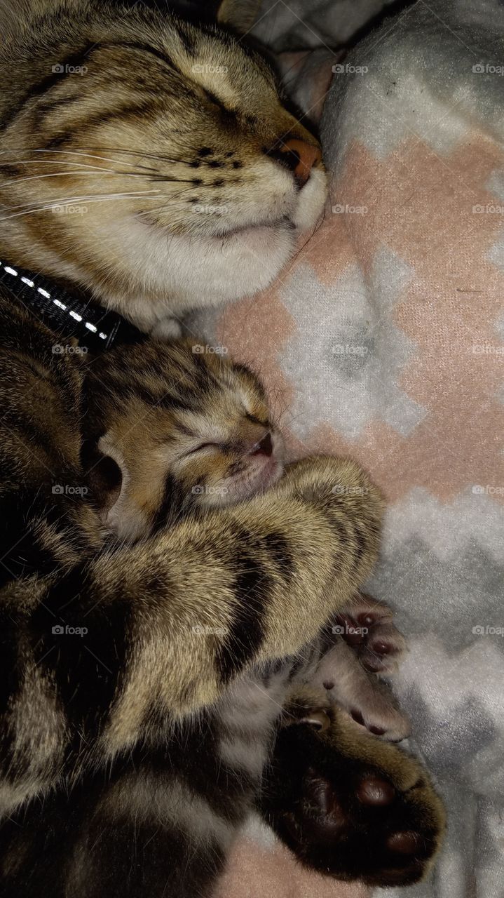 Mommy and Kitten Cuddling