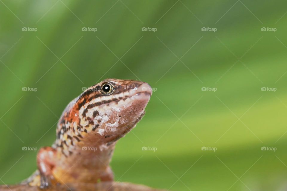 close-up photo of a lizard on a green leaf background