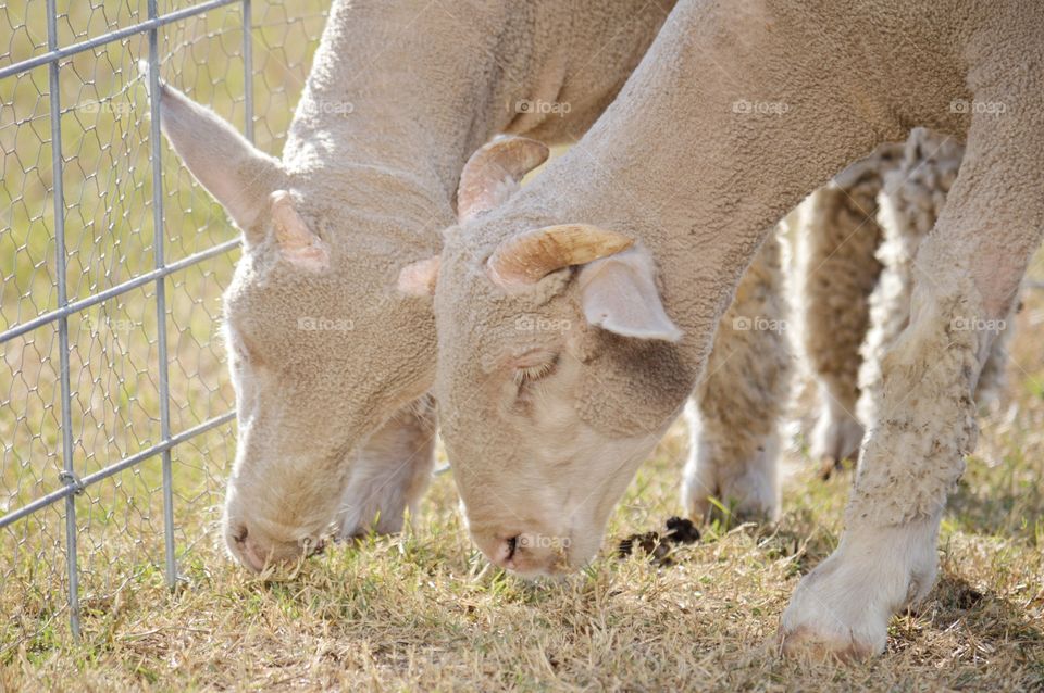 Two lambs feeding grass