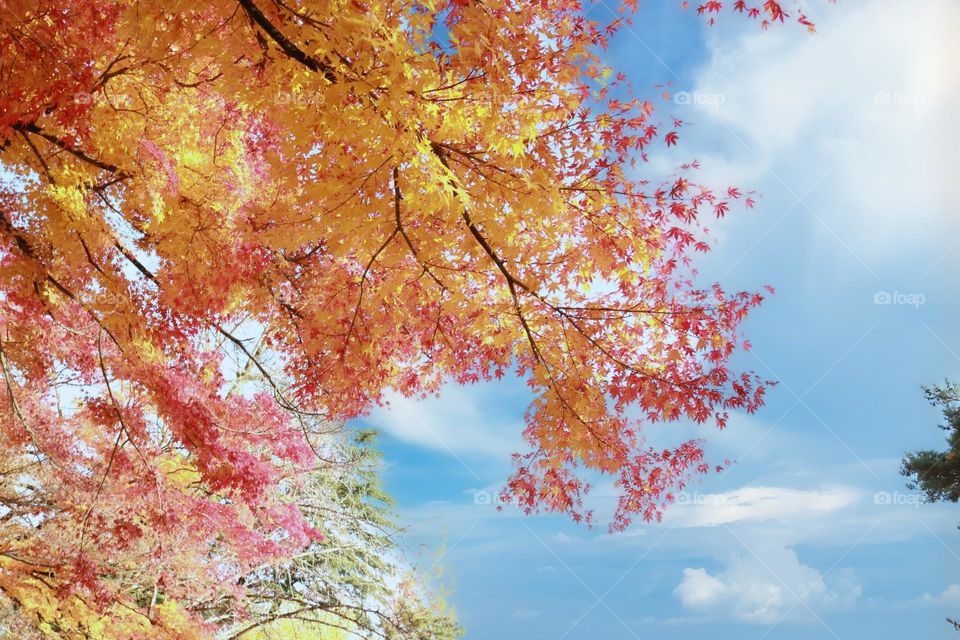 Beautiful colourful autumn leaves