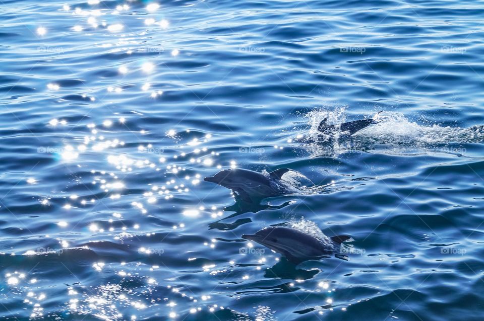 Dolphins in the Black sea