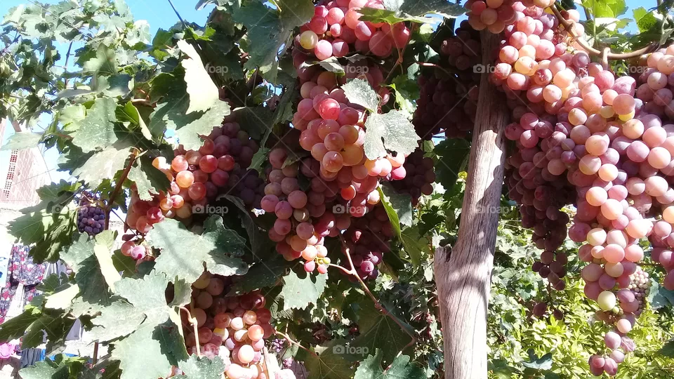 grapes