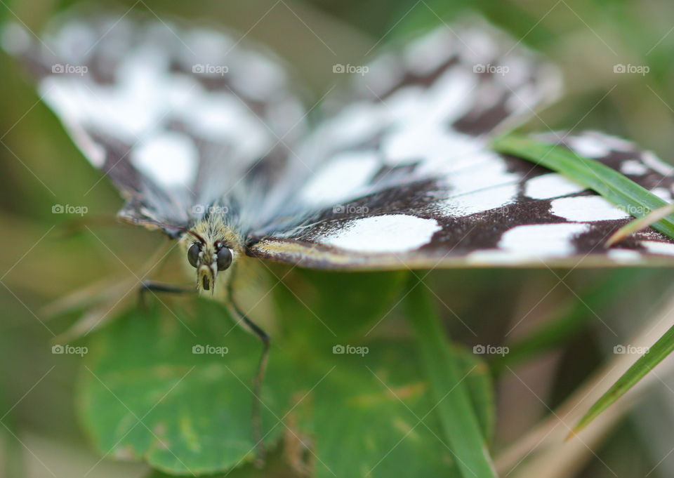 Butterfly On Leaf