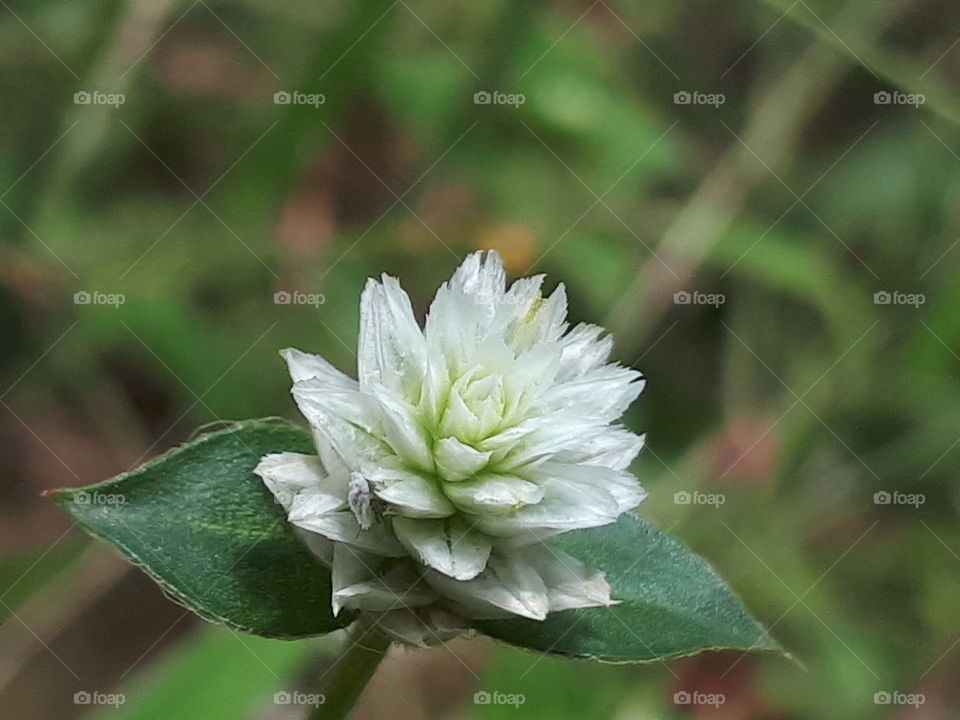 Close up of white flower