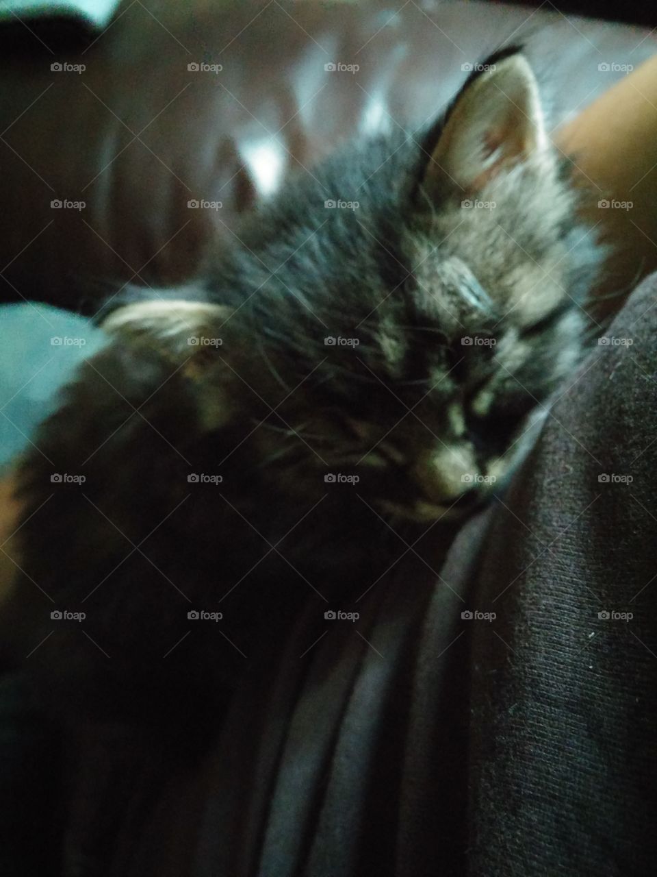 Frank. New kitty