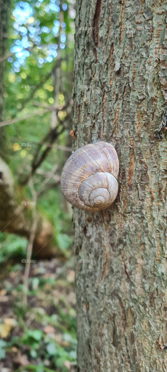 Schnecke