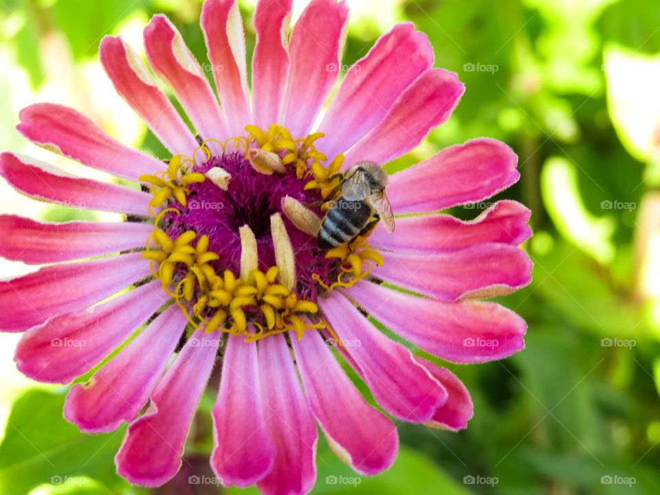 High angle view of bee on flower