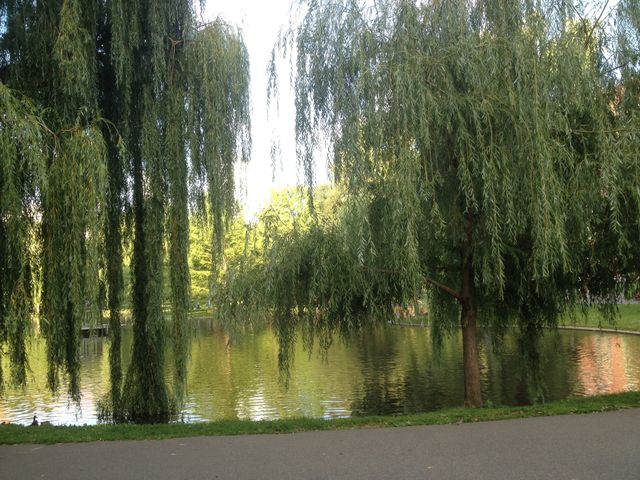 Boston Park