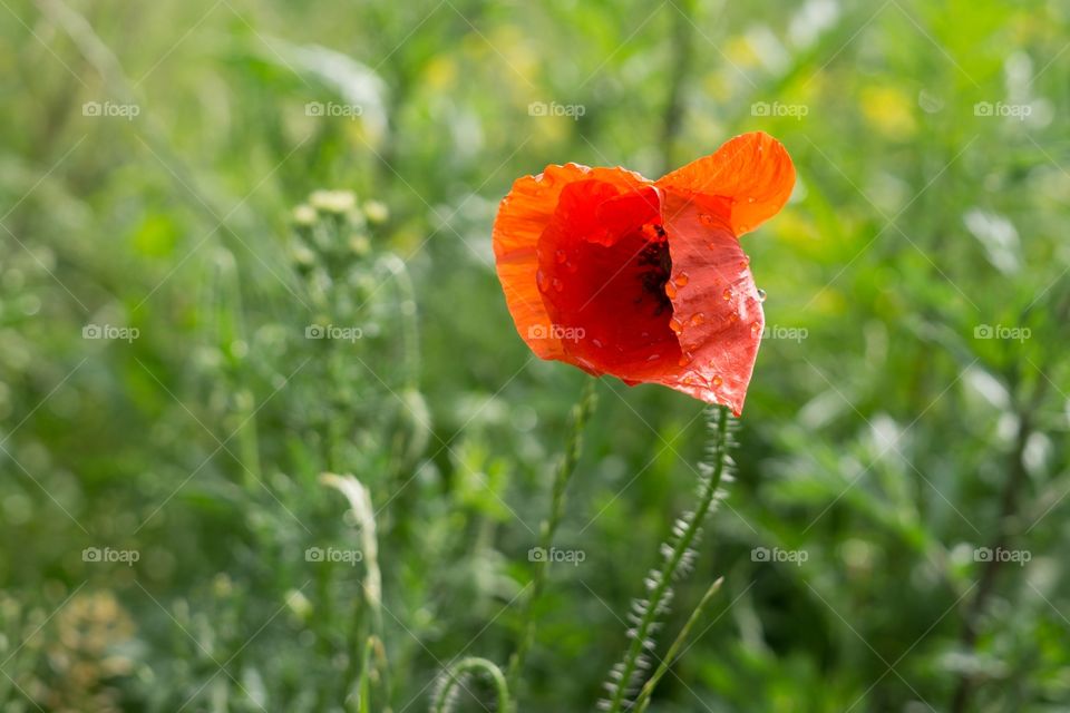 red poppy