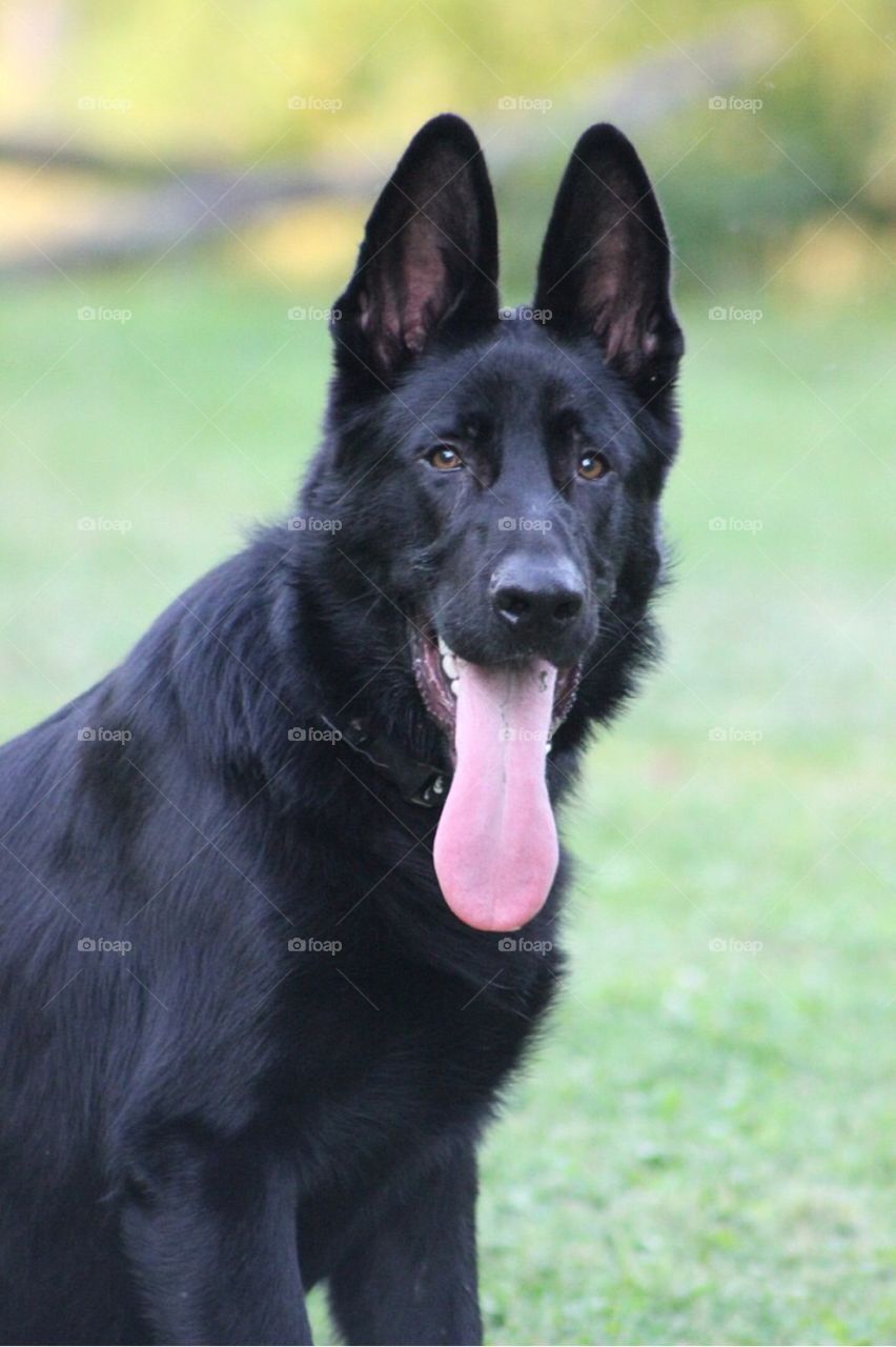 Our dog with his long pink tongue hanging out. 