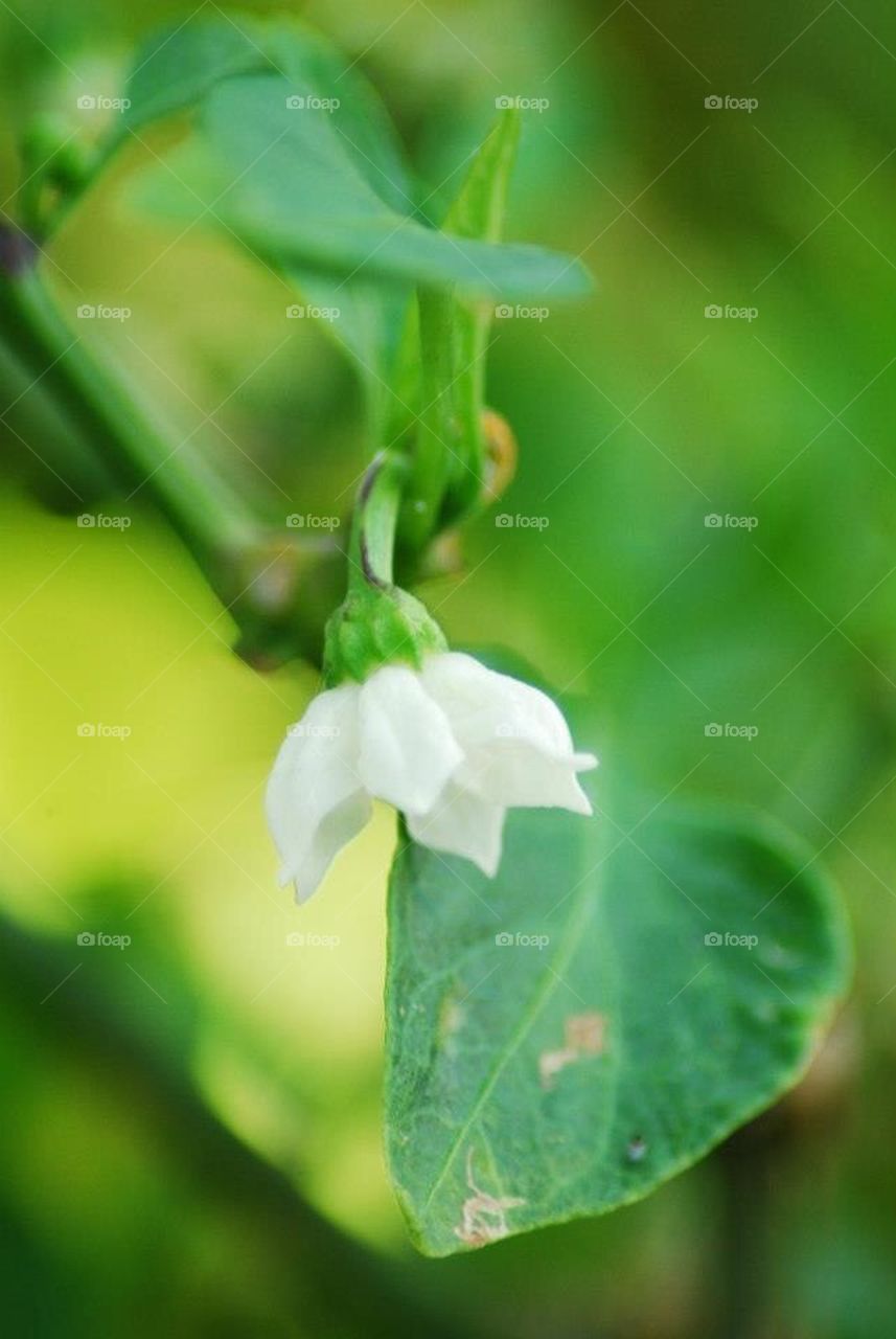 Bell pepper flower
