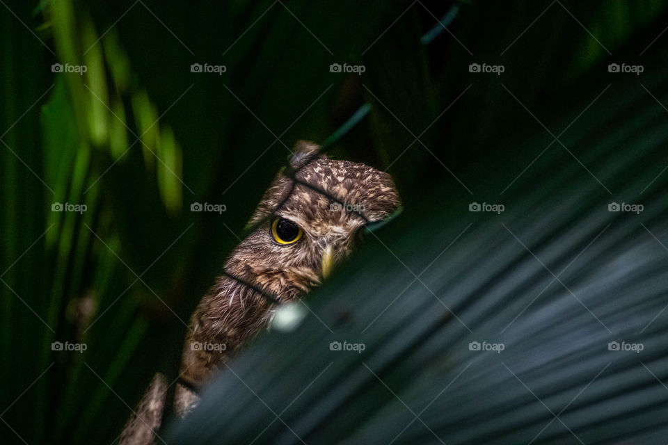 Owl staring through the leaves