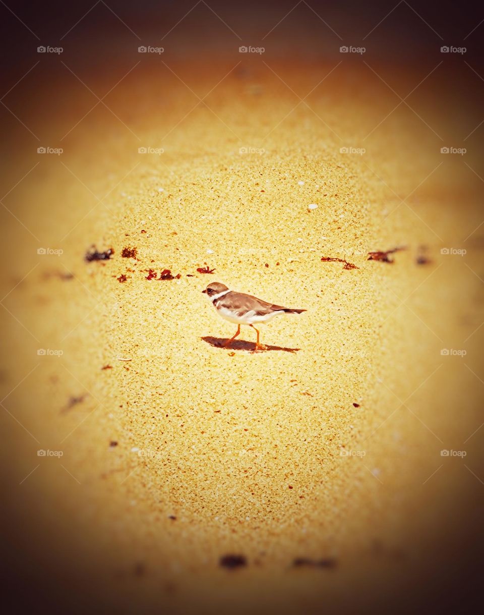 photo of a small bird peacefully walking along the warm sands of the beach.