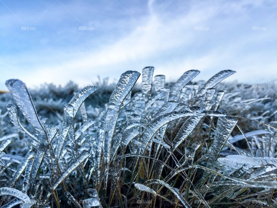 Frozen grass