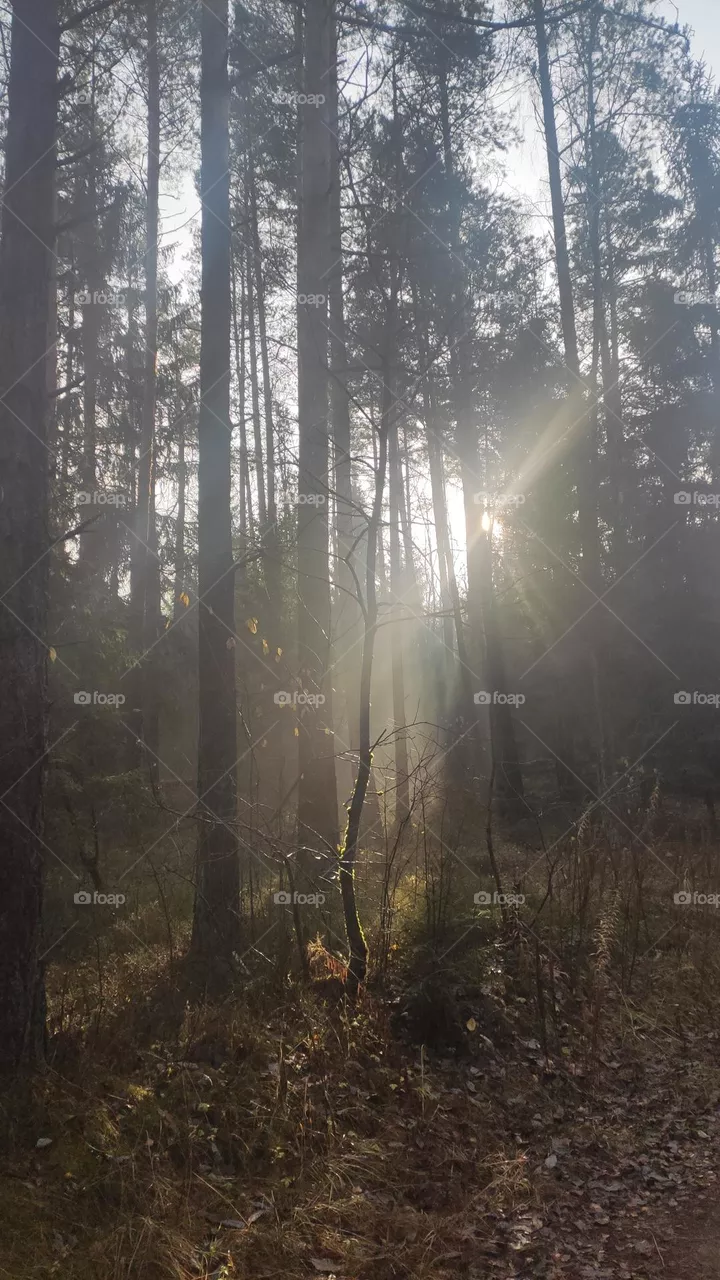 Pine forest in the sun