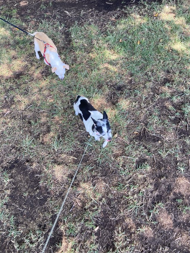 Follow the leader! 🐾