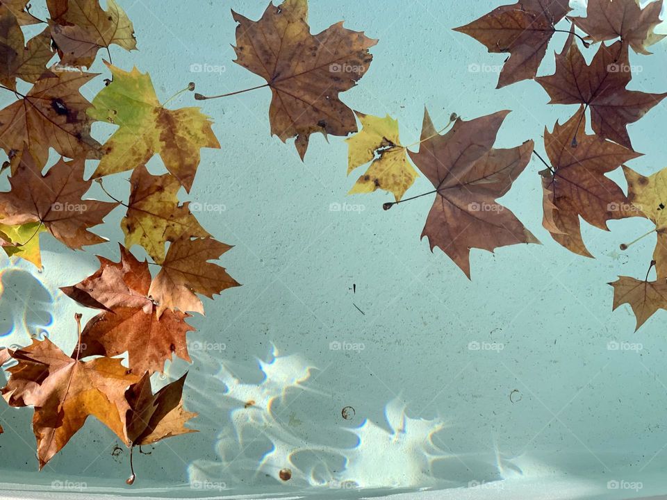 Colourful fall leaves floating on turquoise water pool