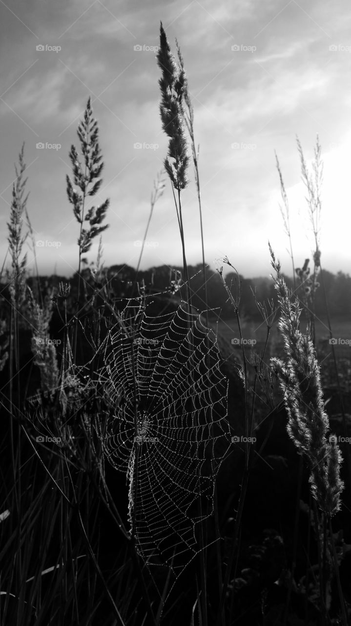 spiderweb in the nature