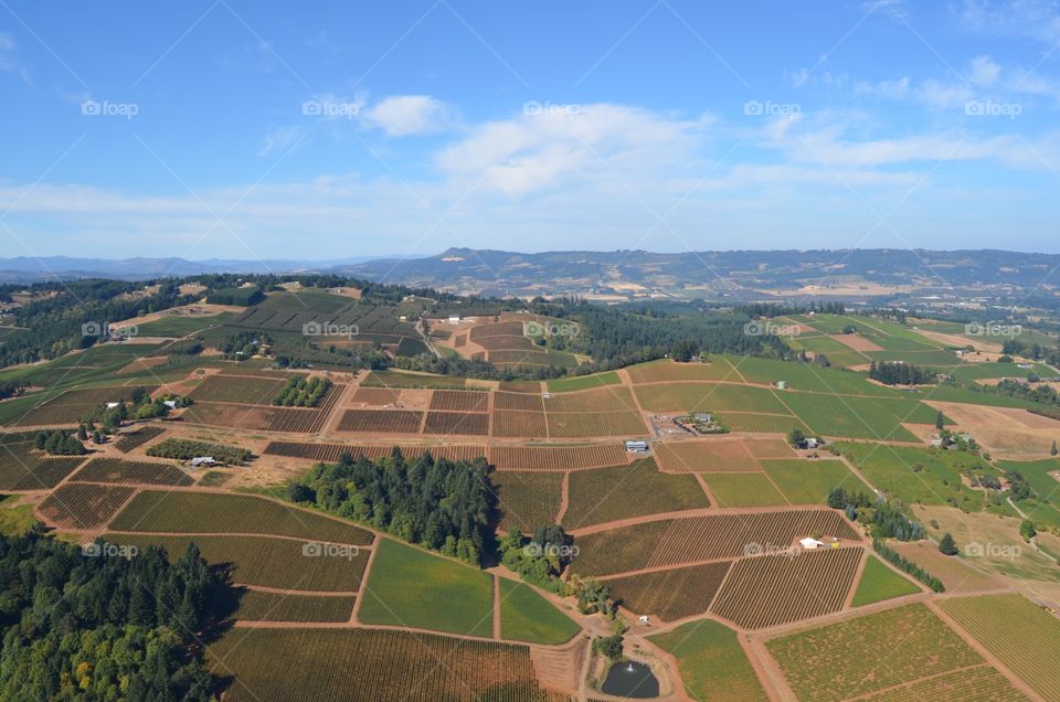 Aerial vineyards 