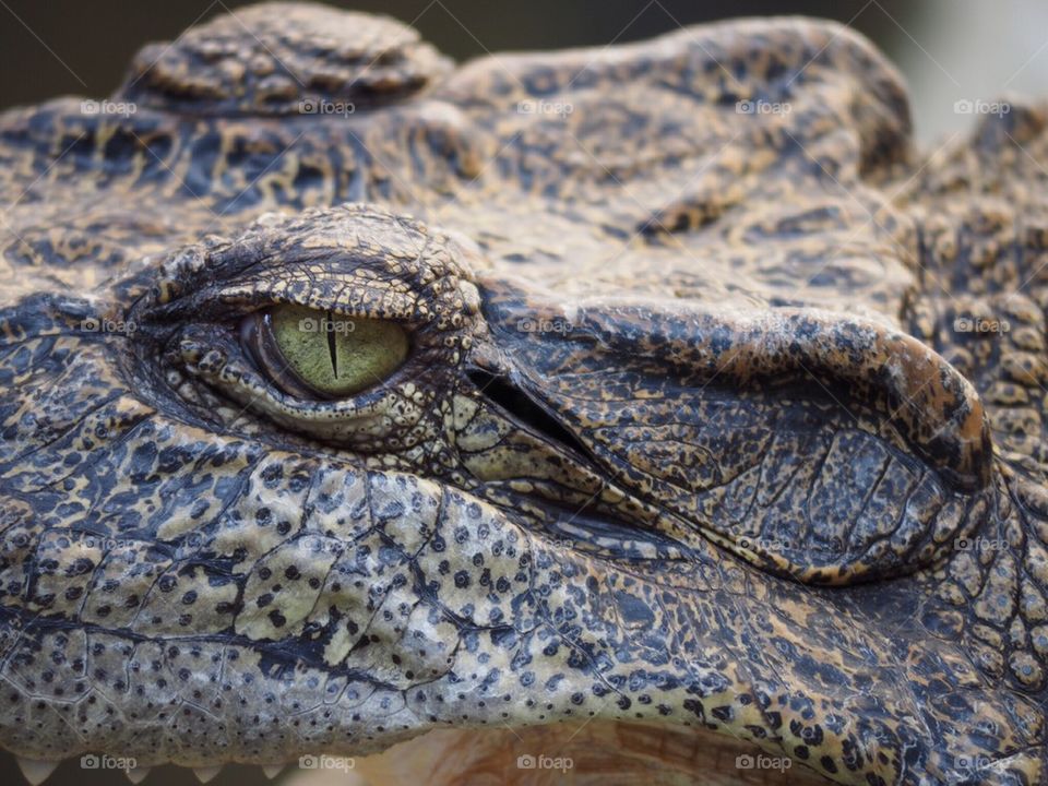 Crocodile eye