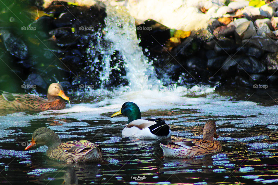 The Mallards