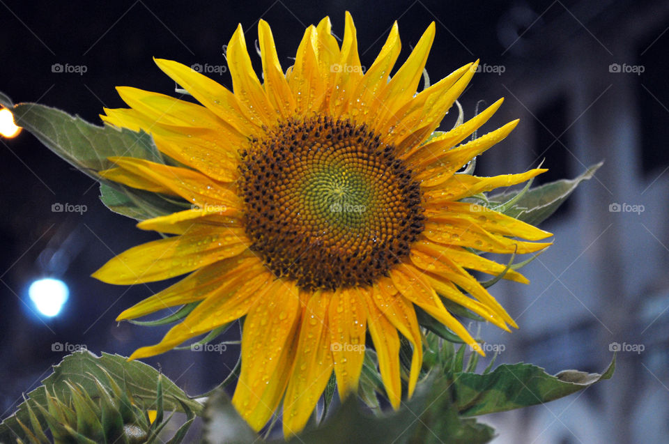 Sunflower at night, light from street