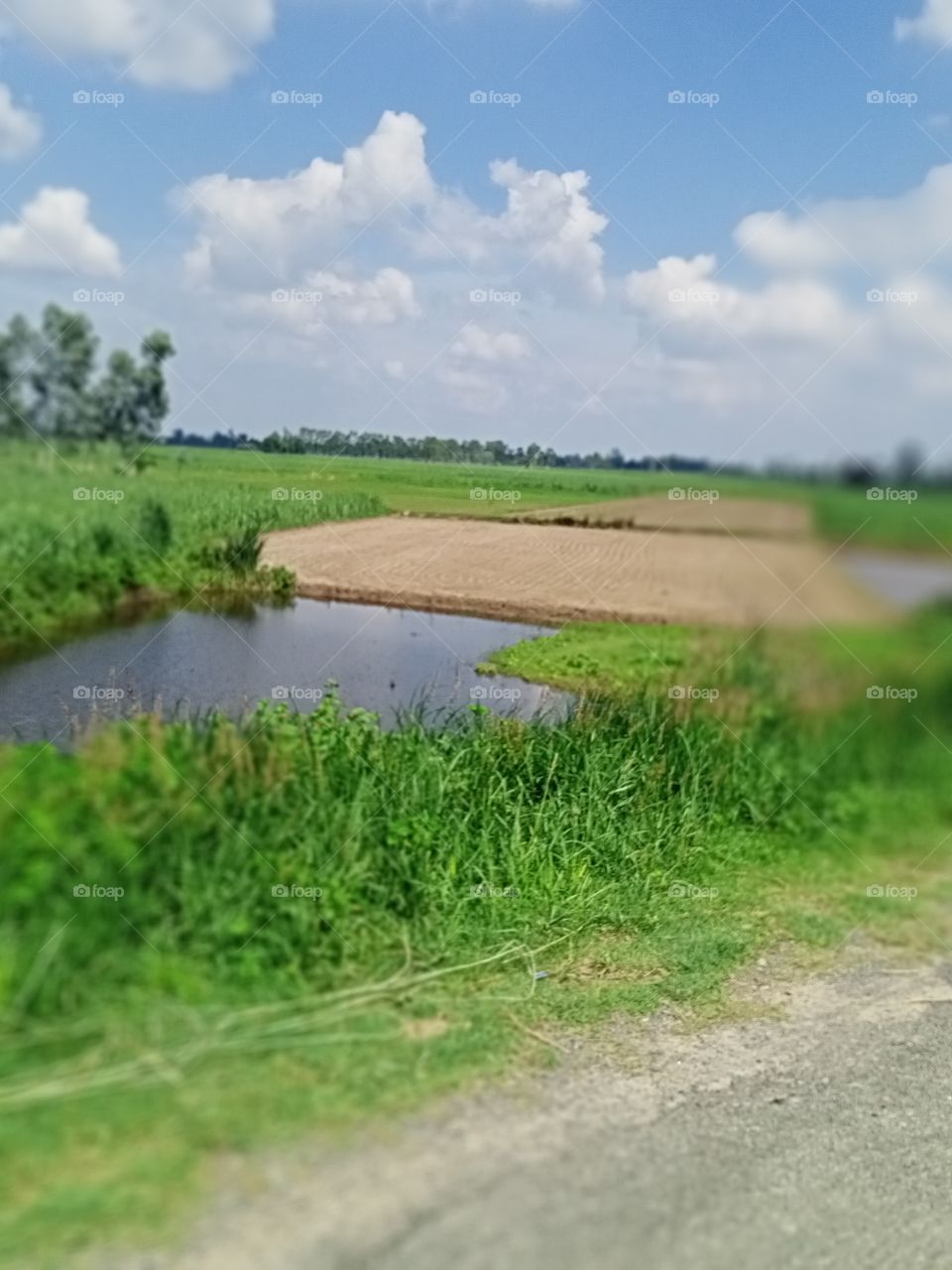 water in the field
