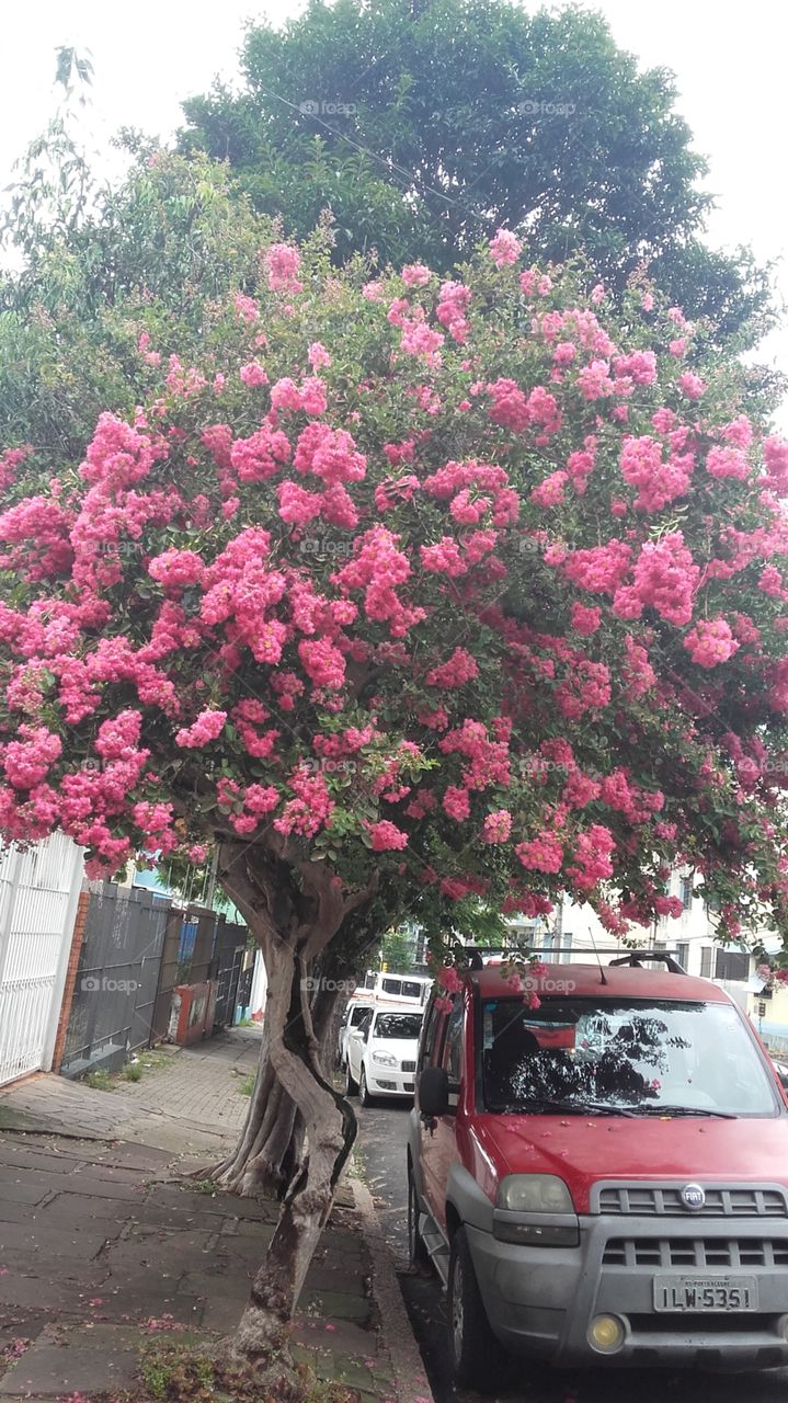 árvore da flora bras