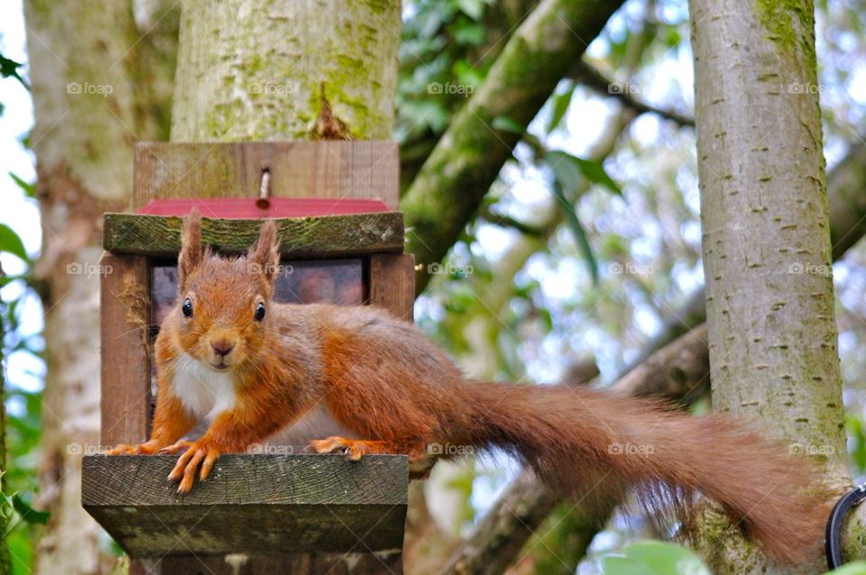 Are you looking at my nuts?