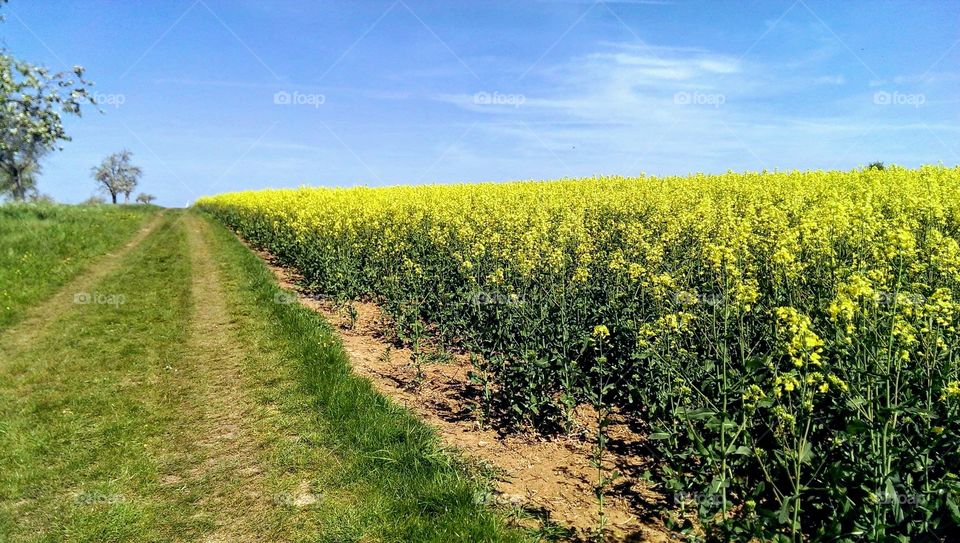 Agriculture, Landscape, Field, No Person, Rural