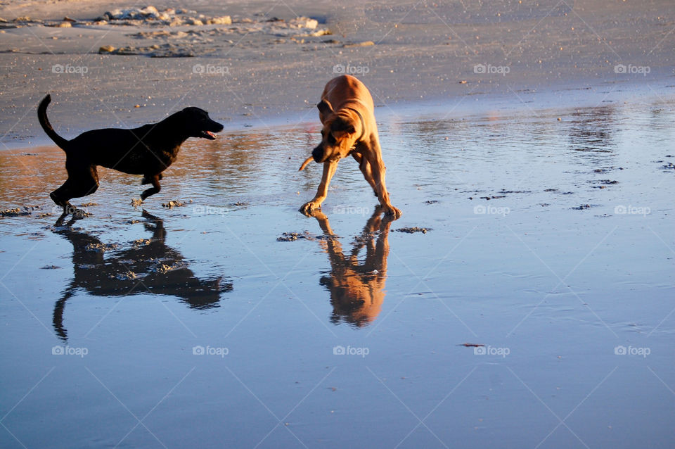 Two dogs playing in the beach reflecting in the wet sand 