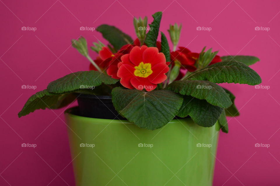 Close-up of flower pot