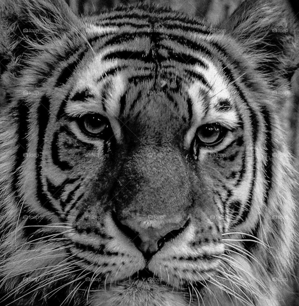 Close-up of tiger face in black-and-white