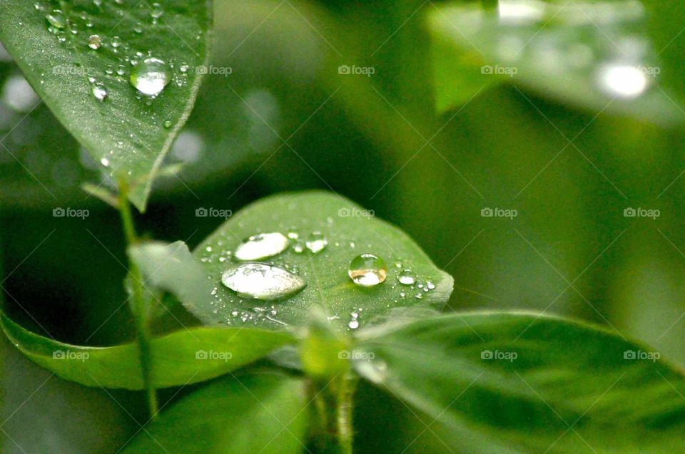 --On the green leaf....