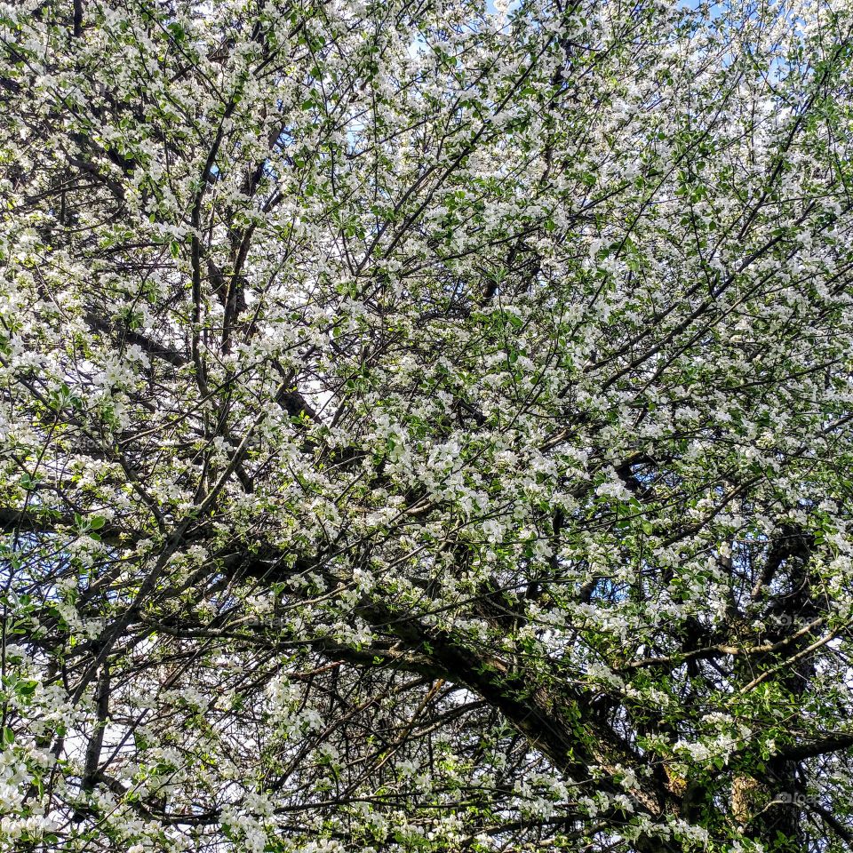 Apple tree blossoms