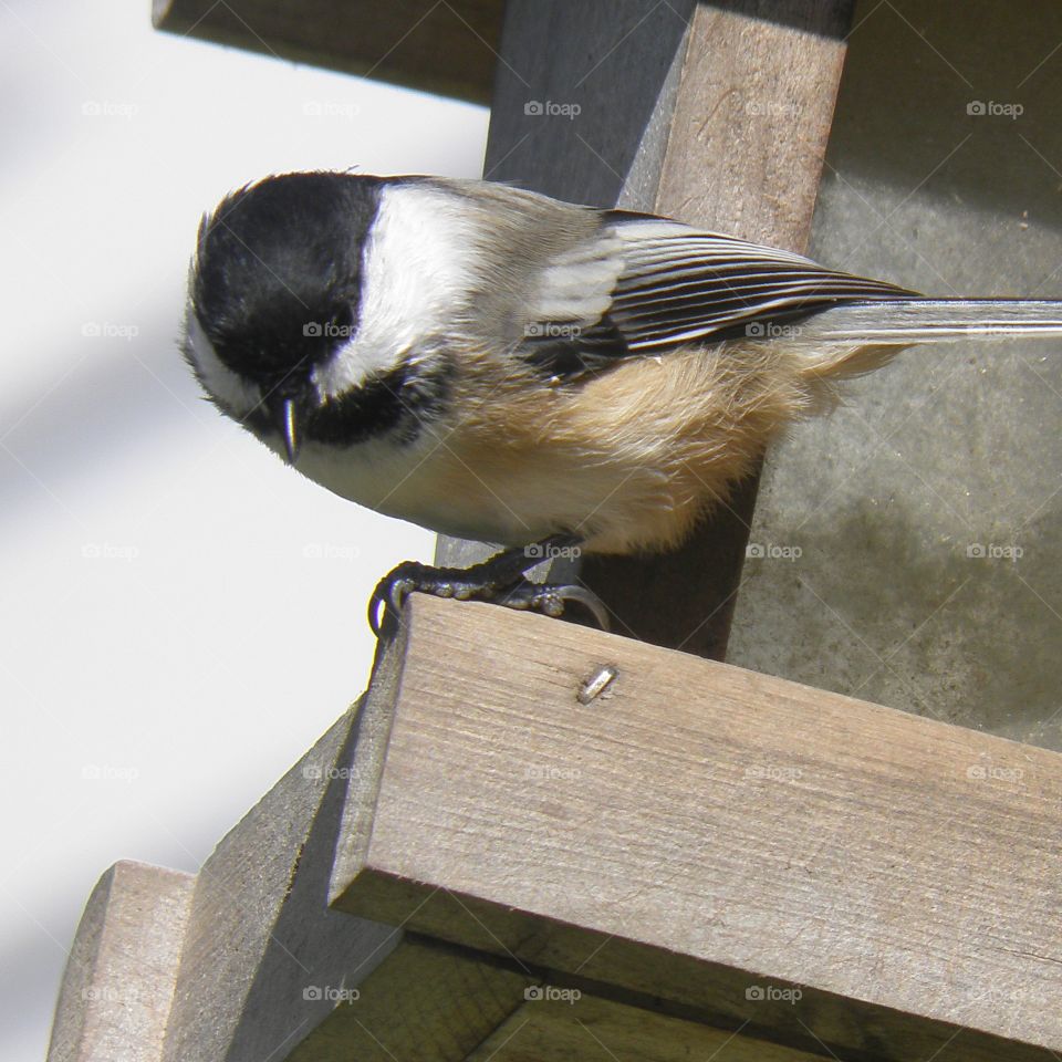 Chickadee