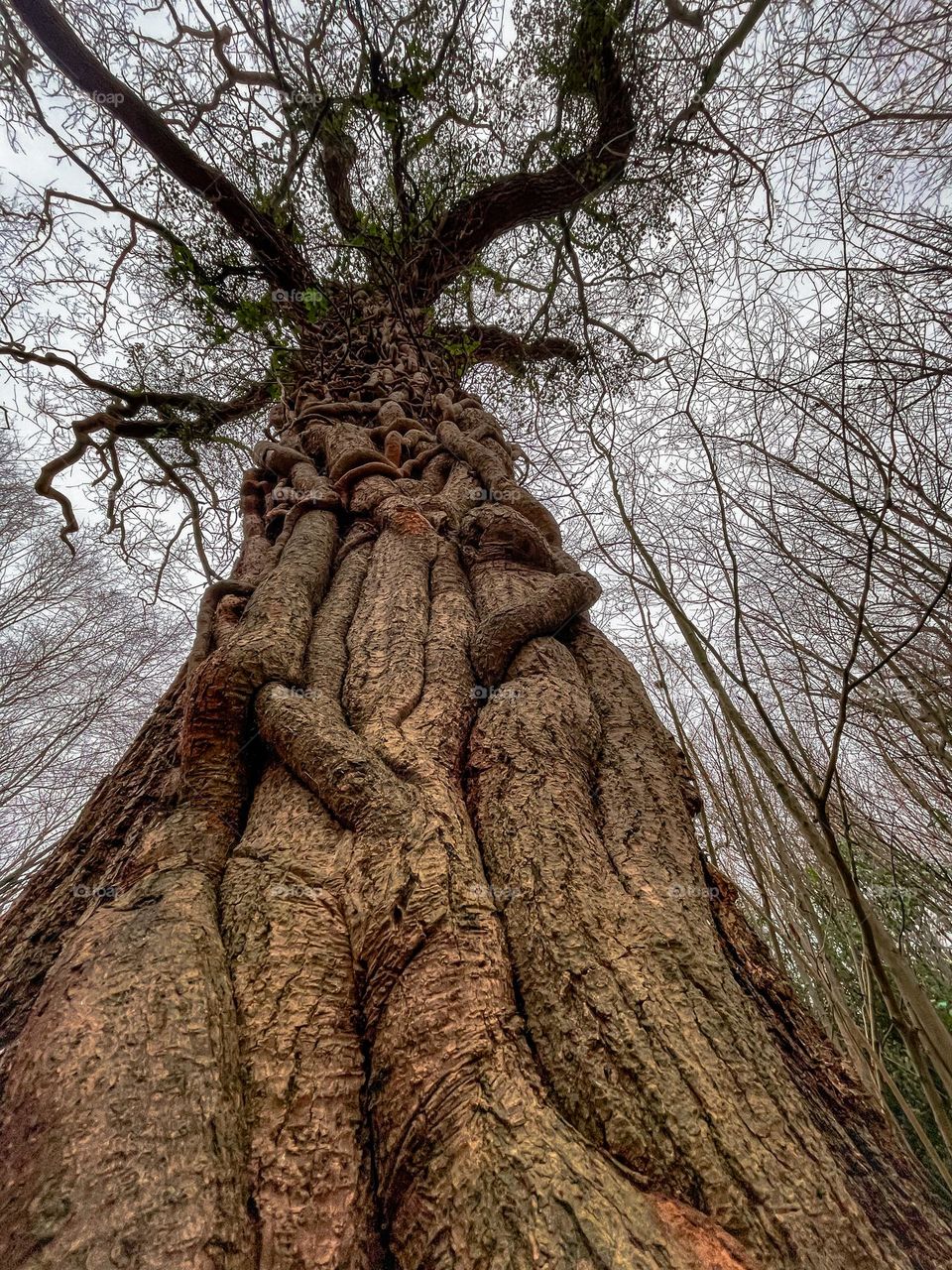 Roots climbing a tree interwoven together