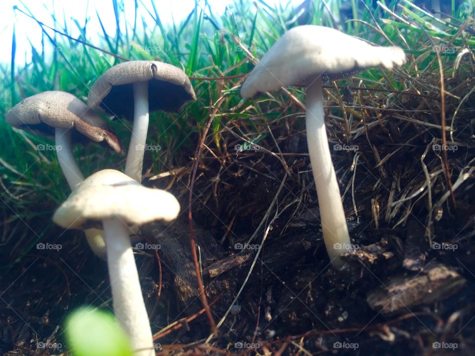 Mushrooms . Outdoors 