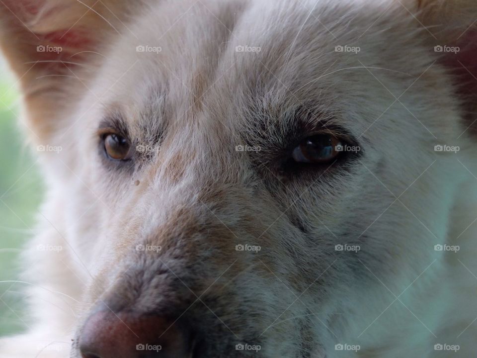 Soulful look of a troubled dog