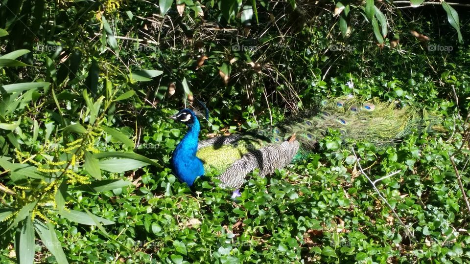 resting peacock
