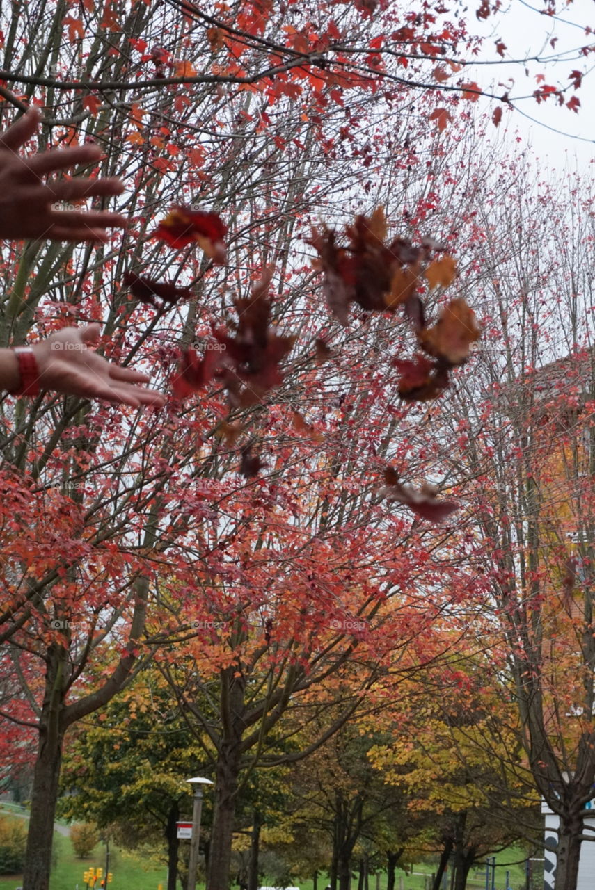 Autumn#trees#leaves#colors#nature#season#hands