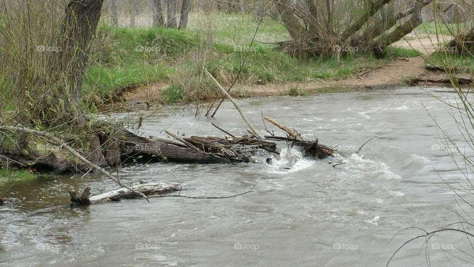 Bear creek is running high